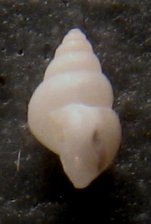 Da Alghero esemplare da determinare